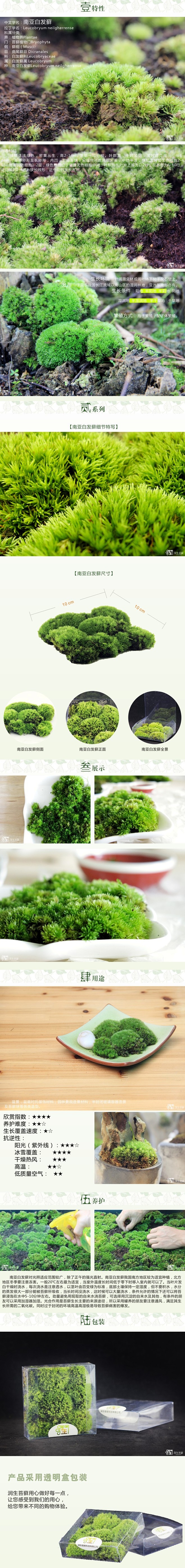 润生苔藓 南亚白发藓 苔藓植物 水苔苔藓...