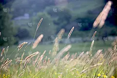 野花