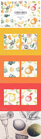 矢量柑橘类水果图案集 Vector Citrus Fruits Patterns Set_背景底纹_乐分享素材网_psd素材_平面素材_png素材_免费素材_素材共享平台