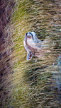 百内国家公园里的一只美洲狮，智利 (© Benjamin Lowy/Getty Images)
美洲狮可以栖息于除热带雨林外的各种环境，非常善于攀爬和跳跃。美洲狮同时也是一种喜欢在隐蔽、安宁的环境中生活的动物，看来它偶尔也只是想做一枚安静的美男子。