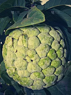 番荔枝，印度