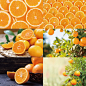 25个JPG橙树果园水果香橙海报高清图背景图平面设计素材-淘宝网