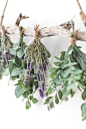 Close up of lavender drying on flower drying rack