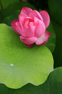 芙蓉flower采集到芙蓉flower