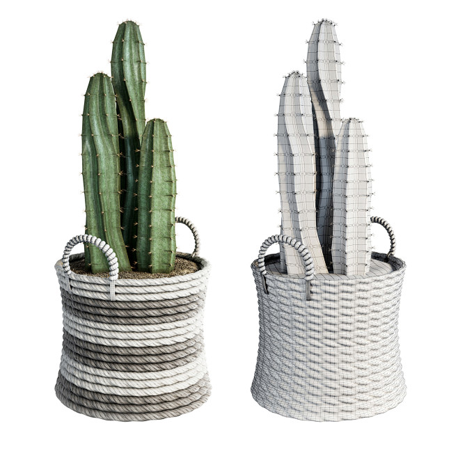 Cactus set