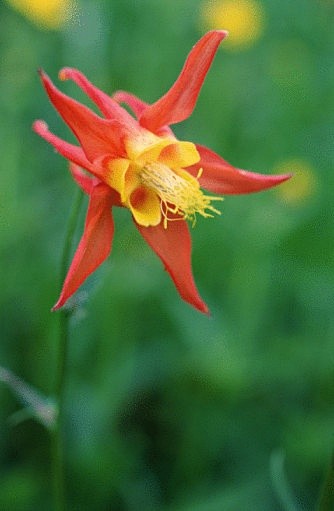 Aquilegia formosa 美丽...