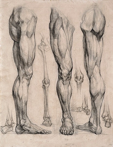Decent leg anatomy