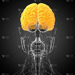 三维图形,插画,健康保健,脑,小脑,脑桥,水平画幅,杏仁核,人