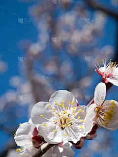 白色的梅花