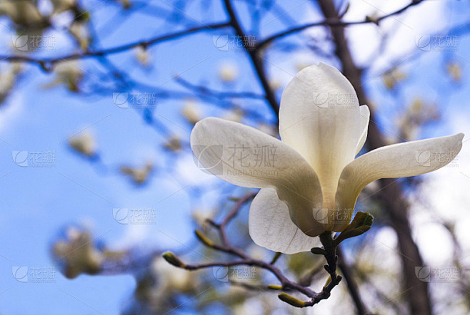 白色的木兰。白玉兰的乳白色花朵。植物园里的玉兰花。美丽的玉兰花盛开在春天，映入天空