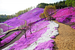 顾梓杨采集到花境