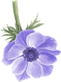 anemone-and-dahlia-flowers-clipart