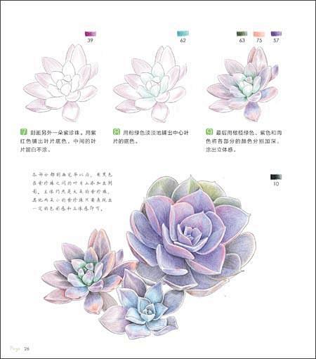 手绘Q版多肉的搜索结果_百度图片搜索
