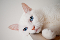 kqwindy采集到Cat