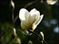 白玉兰，别名木兰、应春花。常见的花瓣内侧淡紫色，外面白色的叫二乔玉兰——真挚