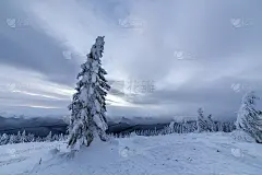 冬季蓝景观。云杉树在深雪山上清理在寒冷的晴天副本空间背景多云的天空。