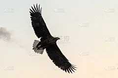 白尾鹰在飞翔，鹰在日本北海道的彩云映衬下飞翔，日出时鹰的剪影，雄壮的海鹰，野生动物的景象，壁纸，鸟孤