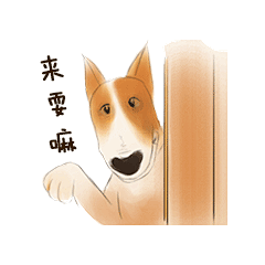 来玩啊 单身狗宽宽表情包