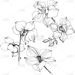 兰花,植物学,铅笔,壁纸,植物群,春天,乡村风格,花,剪影