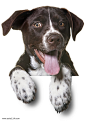 狗PNG图片png免抠元素动物元素背景装饰免扣图片