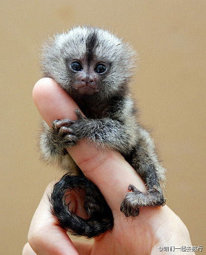 在南美洲的大地上生活着全世界最小的猴子“...