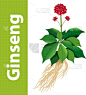 叶子,Ginseng,分离着色,白色,亚洲,自然,传统,草本,花