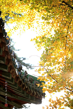 火幽蓝采集到景