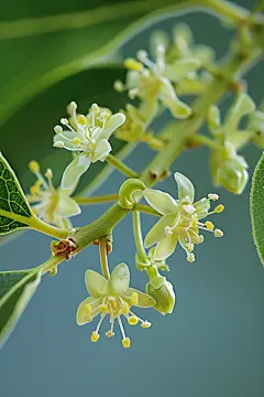 树叶鲜花植物桂花图片摄影图