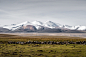 grassland Landform scenery snow mountain tibet