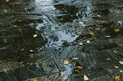 雨后落叶落在地上_5218395127