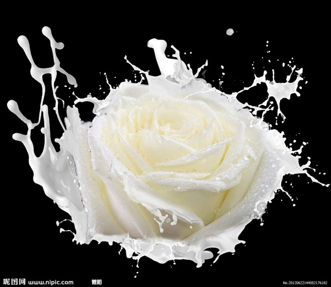 牛奶玫瑰