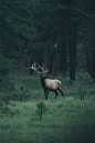 Elk