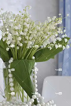 山谷的百合花 美丽的花朵 花卉背景 花朵 花壁纸 春天 自然 花束
