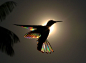 飞舞在阳光下的蜂鸟，产生出的彩虹棱镜效果 - 生态摄影 - CNU视觉联盟