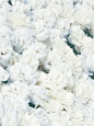 8827924774942-Hydra-Beauty-the-power-of-camelia_pdp@2x.jpg (2304×3070)