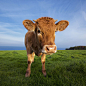 Portrait of brown cow by frederic prochasson on 500px