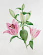 Pink lily : Watercolor lily
