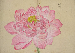 潘志勇采集到花