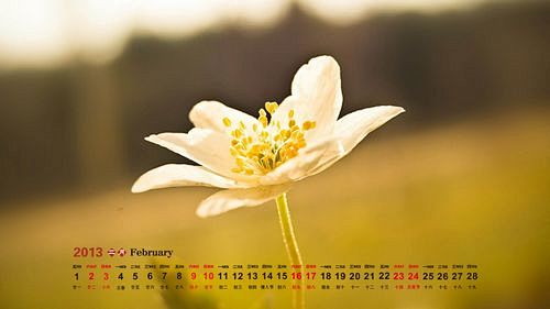 2013年2月花朵图片日历壁纸