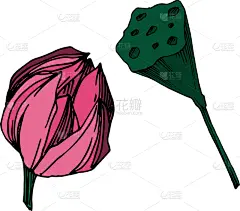 莲花,植物学,黑色,仅一朵花,荷花,壁纸,植物群,春天,花