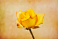 Photograph The Yellow Rose