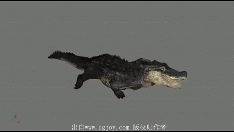 【新提醒】鳄鱼 大象 马的攻击 死亡 受...