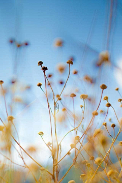 辰璇1207采集到花与花海