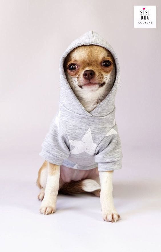 Chihuahua clothes, C...