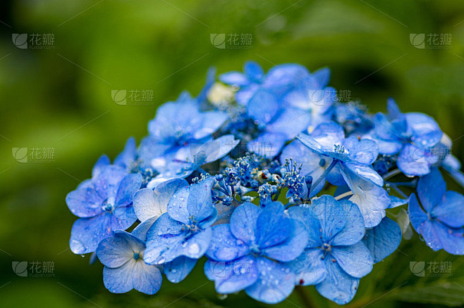 雨后的淡蓝色绣球花