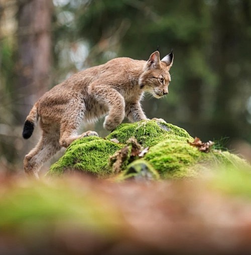 Lynx by © Pavel Svob...