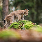 Lynx by © Pavel Svoboda