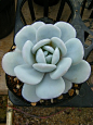 Echeveria Lauii