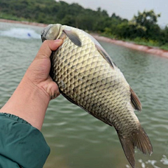 绿萝壹采集到鱼