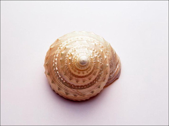 漂亮的贝壳，海洋的精灵
